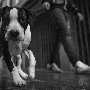 hund2