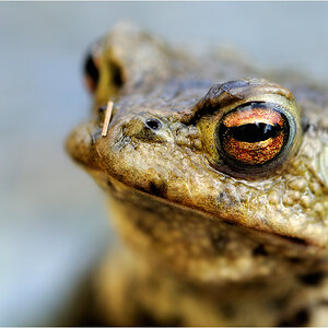 Golden Eye