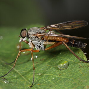 Fliege Beispiel