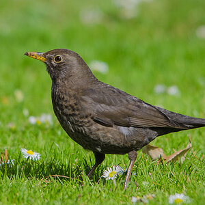 Amsel