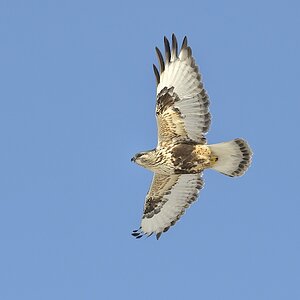 Rauhfussbussard, Kanada