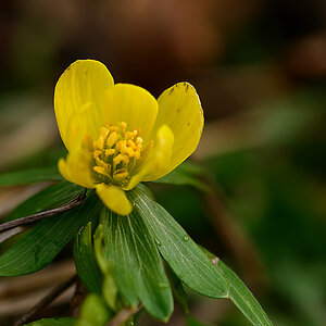 DSC7009 Winterling