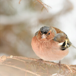 20130223 0068 1000Px
