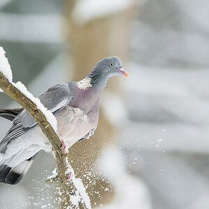 20130223 0087 NX 1000Px