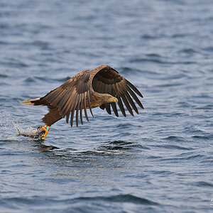 Seeadler 028