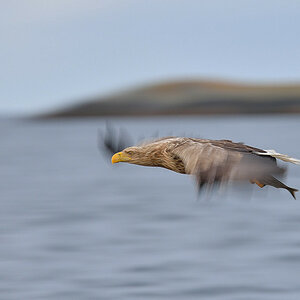 Seeadler 027