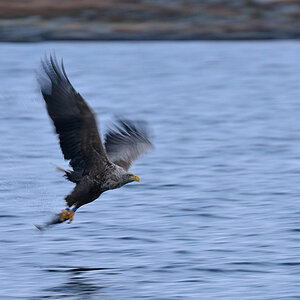 Seeadler 026