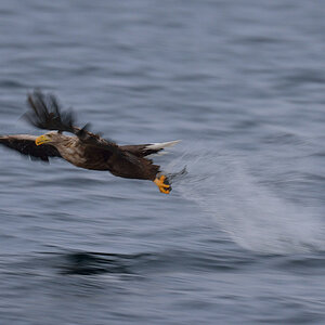Seeadler 025