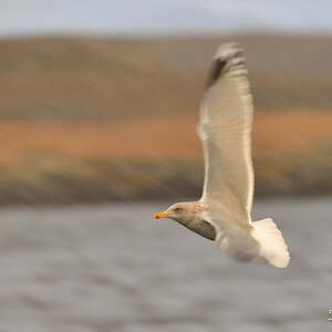 Seeadler 024
