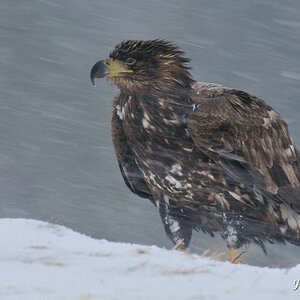 Seeadler 023