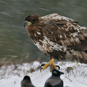 Seeadler 022