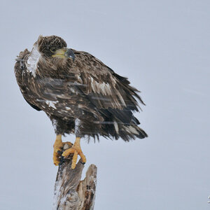 Seeadler 021