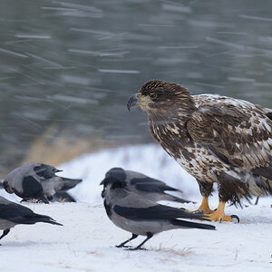 Seeadler 020