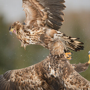 Seeadler 019