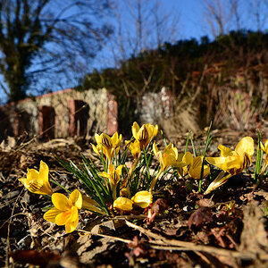 Krokusse