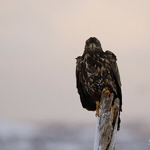 Seeadler 018