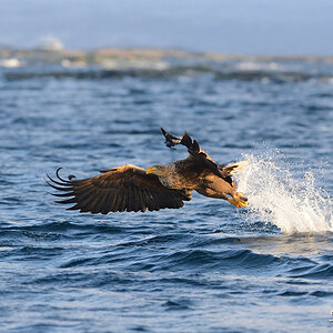 Seeadler 017