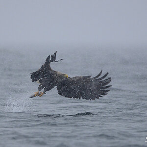 Seeadler 016