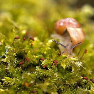 Schnecke035
