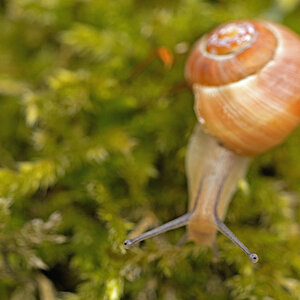 Schnecke039