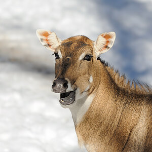 Nilgau-Antilope
Tiergarten Nürnberg