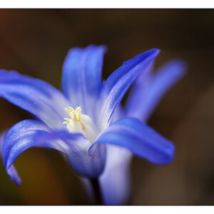Blausternchen a30705685