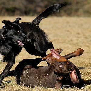 comp DSC 4700 bearbeitet