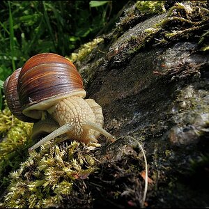 Weinbergschnecke (P300)