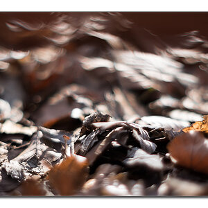 Dof8