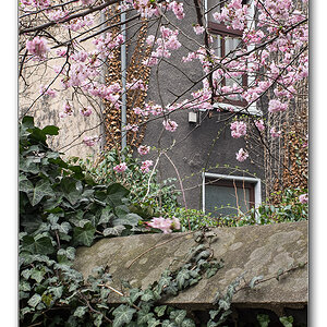 kirschblüte1