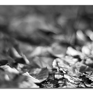 dof.sw