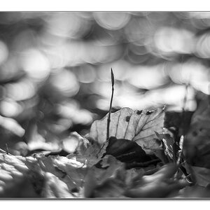 dof.sw2