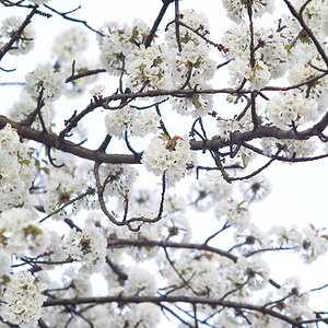 Kirschblüte