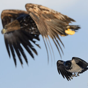 Seeadler 029