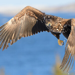 Seeadler 030