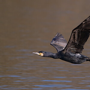 Kormoran0612