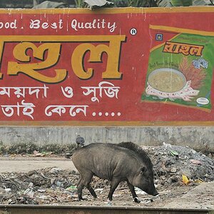 Schwein vor Werbeplakat für gutes Essen in bester Qualität 4535