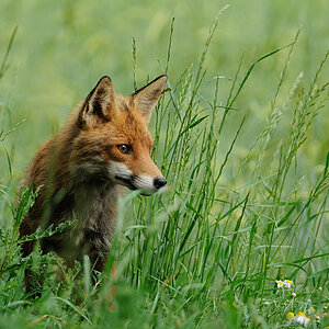 fox1