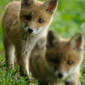 fox3
