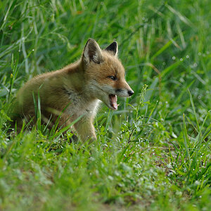 fox4