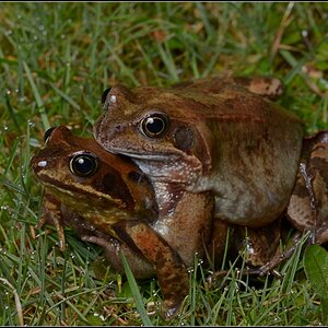 Froschwanderung