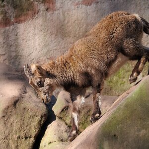 Bodenhaftung
Steinbock
Tiergarten Nürnberg