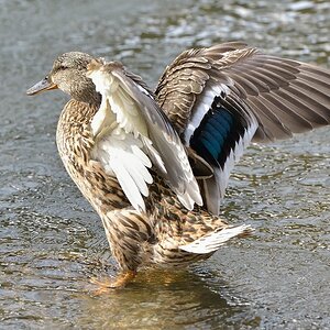Ente