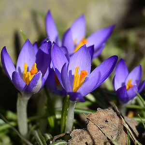 DSC7992 Krokus