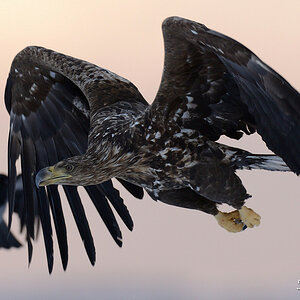 Seeadler 032
