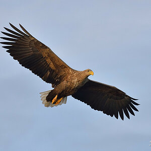 Seeadler 033