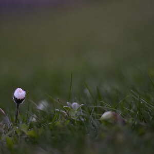 268gänseblumenabend