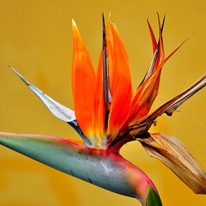 La Palma 2009 216c