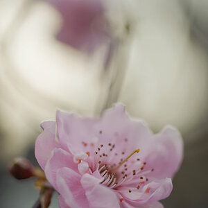 34900obstblüte