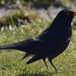 DSC7995 Amsel